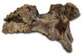 Fossil Dinosaur Vertebral Arch Section - Wyoming #331002-1